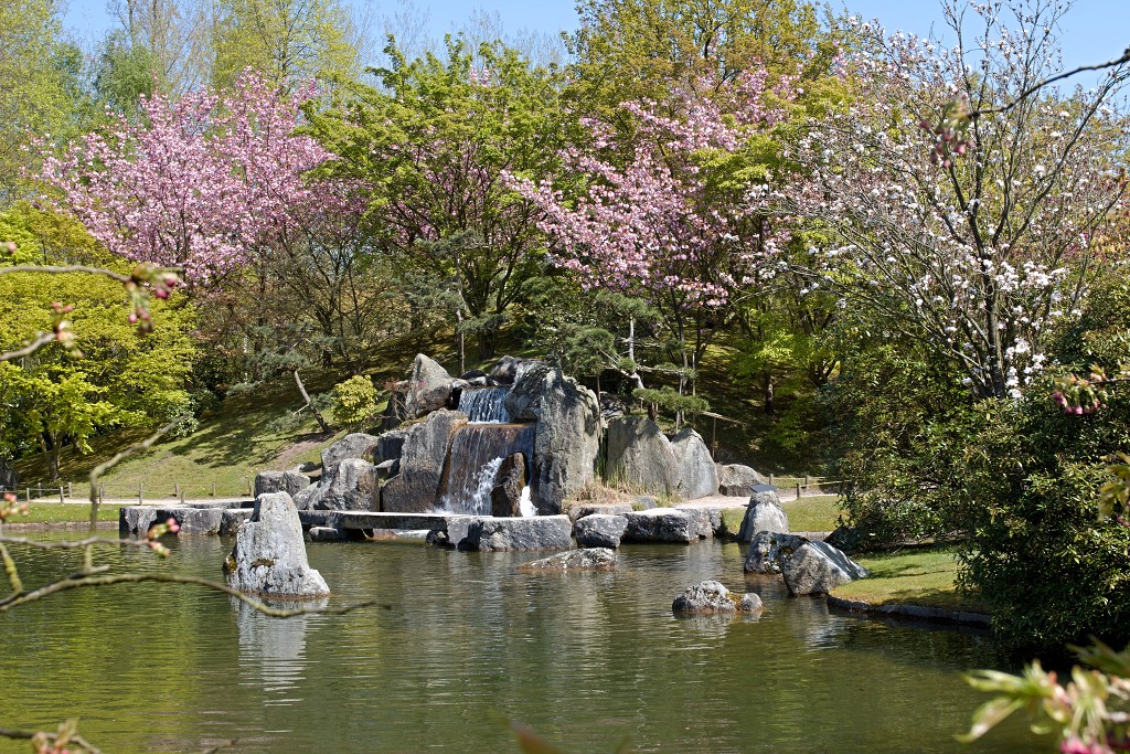 japanse tuin belgie hasselt koivissen gele Iris ensata koi Cyprinus carpio lente bloesem kersenbloesem voorjaar